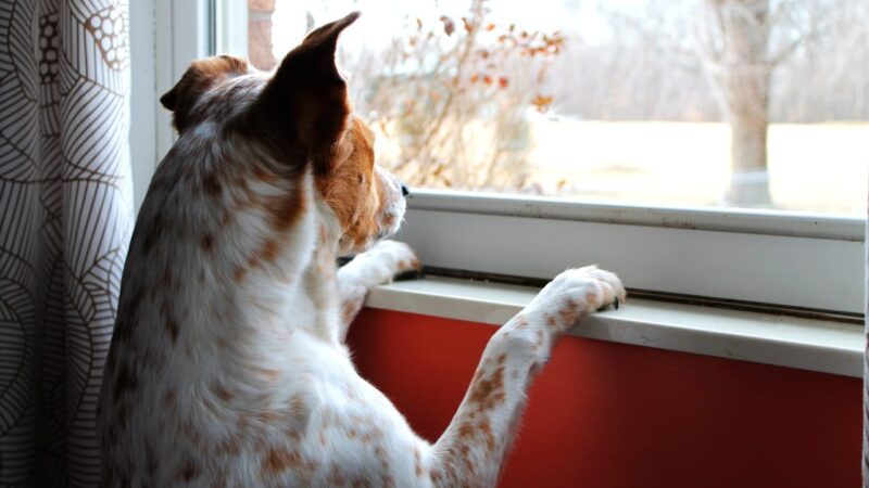 Exploring Your Dog’s Curiosity and Observation Skills